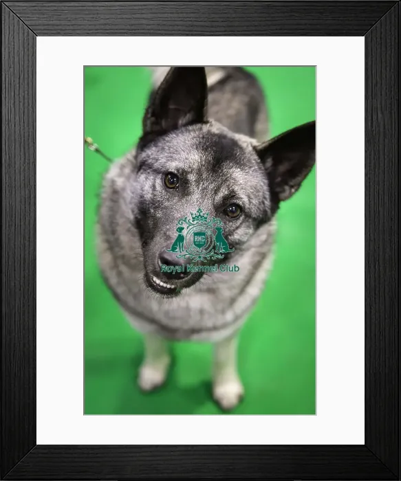 Framed Print : Crufts 2019 - Day Three, NEC, UK - 9 Mar 2019 Framed Print : Crufts 2019 - Day Three, NEC, UK - 9 Mar 2019