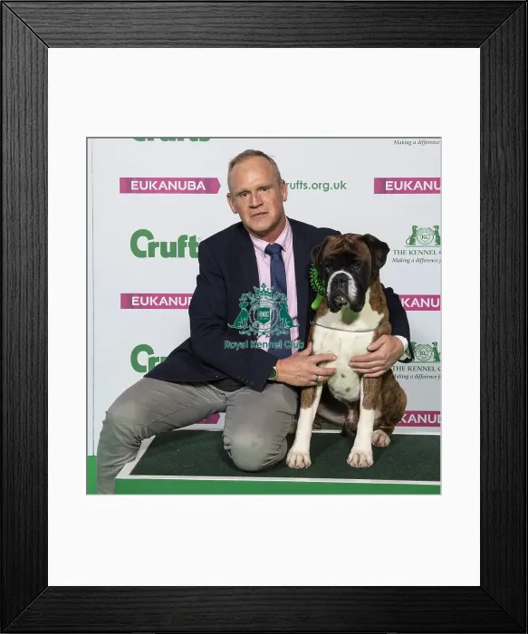 Framed Print : Crufts 2019 - Best of Breed / Working Framed Print : Crufts 2019 - Best of Breed / Working