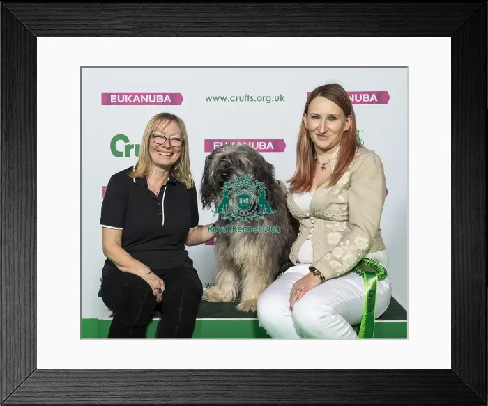 Framed Print : Crufts 2019 - Best of Breed / Pastoral Framed Print : Crufts 2019 - Best of Breed / Pastoral