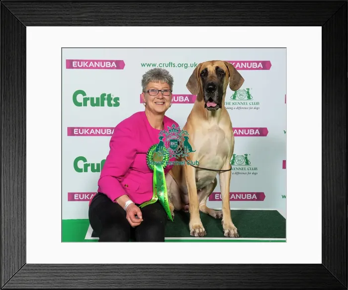 Framed Print : Crufts 2019 - Best of Breed / Working Framed Print : Crufts 2019 - Best of Breed / Working