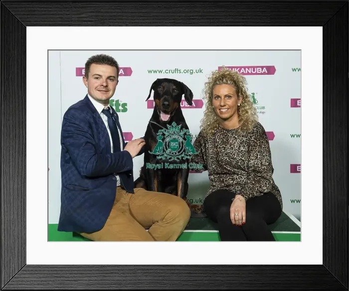 Framed Print : Crufts 2019 - Best of Breed / Working Framed Print : Crufts 2019 - Best of Breed / Working