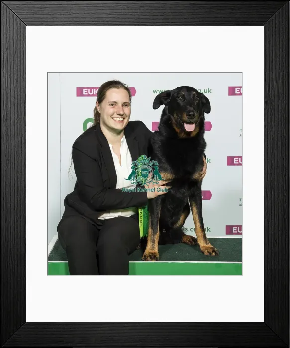 Framed Print : Crufts 2019 - Best of Breed / Pastoral Framed Print : Crufts 2019 - Best of Breed / Pastoral