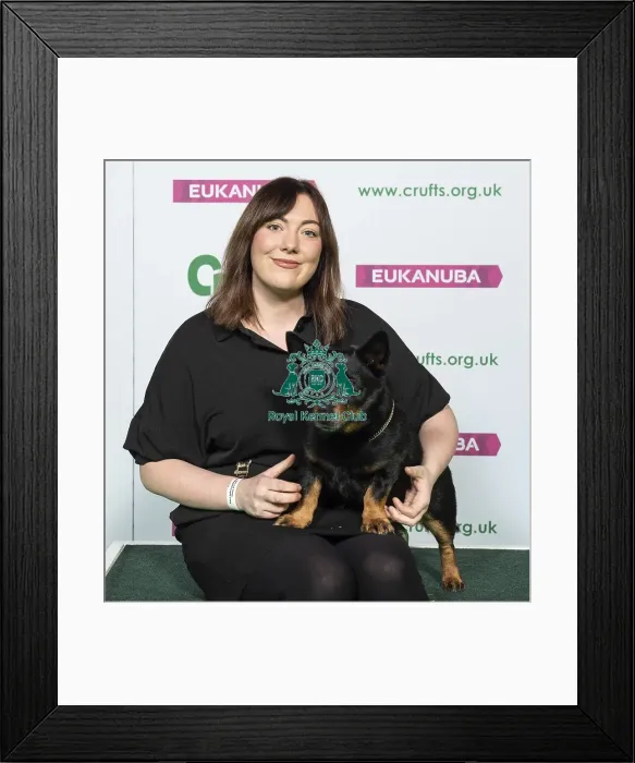 Framed Print : Crufts 2019 - Best of Breed / Pastoral Framed Print : Crufts 2019 - Best of Breed / Pastoral
