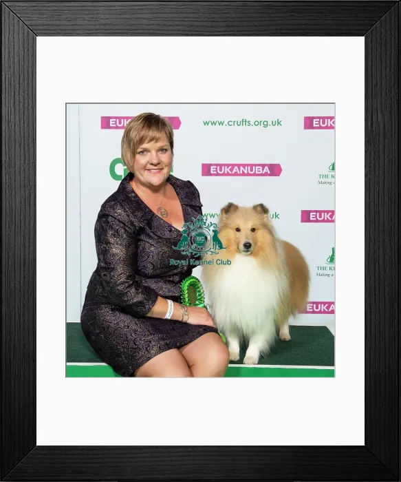 Framed Print : Crufts 2019 - Best of Breed / Pastoral Framed Print : Crufts 2019 - Best of Breed / Pastoral