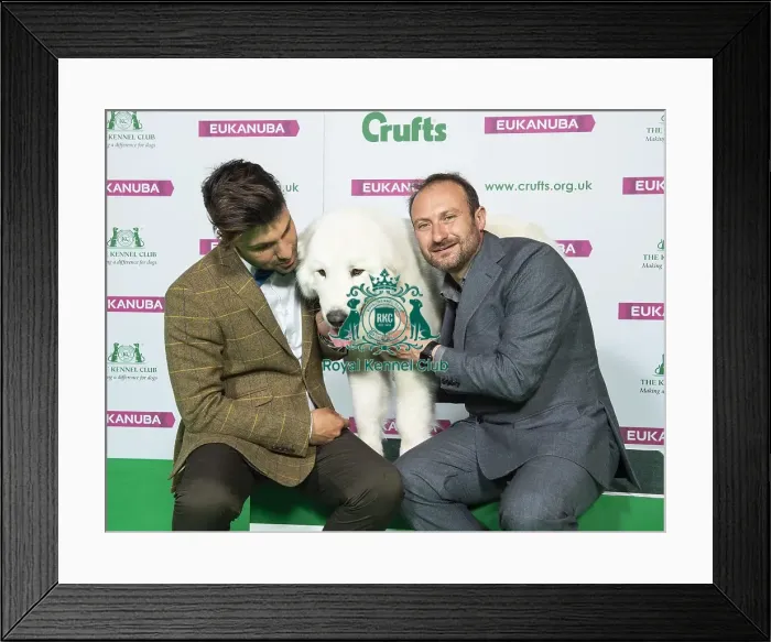 Framed Print : Crufts 2019 - Best of Breed / Pastoral Framed Print : Crufts 2019 - Best of Breed / Pastoral