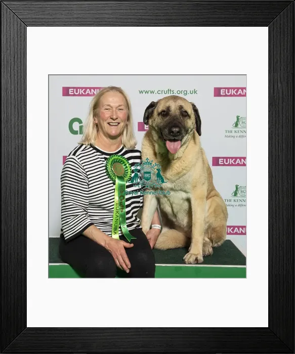 Framed Print : Crufts 2019 - Best of Breed / Pastoral Framed Print : Crufts 2019 - Best of Breed / Pastoral
