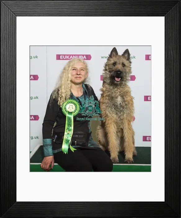 Framed Print : Crufts 2019 - Best of Breed / Pastoral Framed Print : Crufts 2019 - Best of Breed / Pastoral