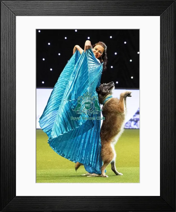 Framed Print : Crufts 2019 - Day Three, NEC, UK - 9 Mar 2019 Framed Print : Crufts 2019 - Day Three, NEC, UK - 9 Mar 2019