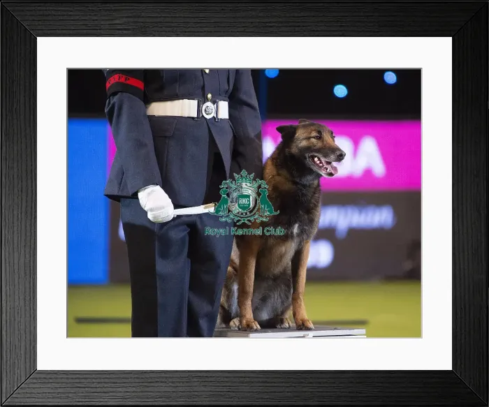 Framed Print : Crufts 2019 - Day Three, NEC, UK - 9 Mar 2019 Framed Print : Crufts 2019 - Day Three, NEC, UK - 9 Mar 2019