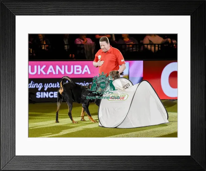 Framed Print : Crufts 2019 - Day Three, NEC, UK - 9 Mar 2019 Framed Print : Crufts 2019 - Day Three, NEC, UK - 9 Mar 2019