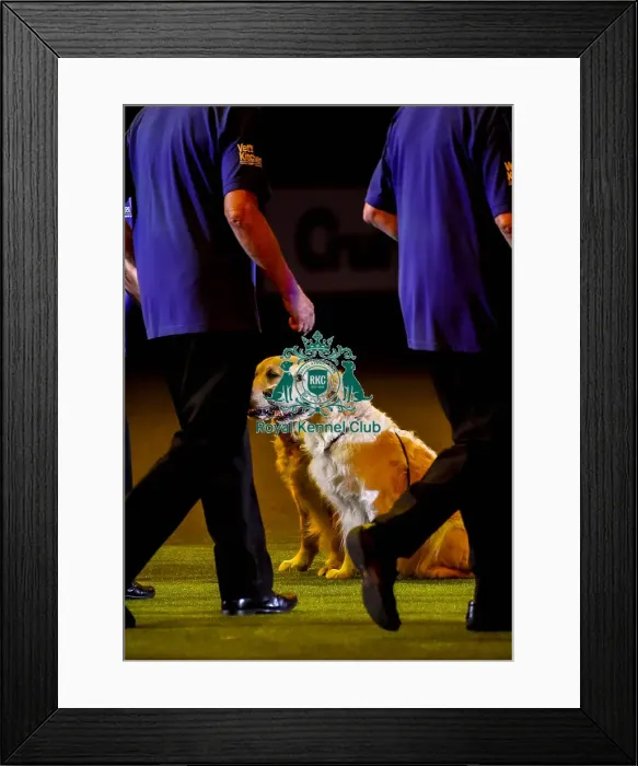 Framed Print : Crufts 2019 - Day Three, NEC, UK - 9 Mar 2019 Framed Print : Crufts 2019 - Day Three, NEC, UK - 9 Mar 2019