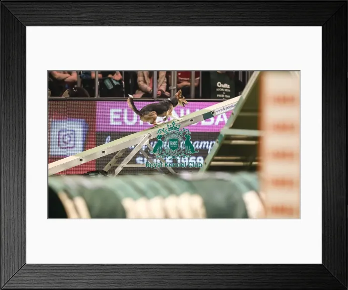 Framed Print : Crufts 2019 - Day Two, NEC, UK - 8 Mar 2019 Framed Print : Crufts 2019 - Day Two, NEC, UK - 8 Mar 2019
