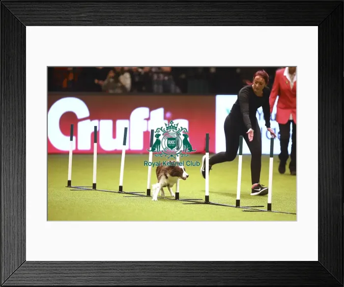 Framed Print : Crufts 2019 - Day Two, NEC, UK - 8 Mar 2019 Framed Print : Crufts 2019 - Day Two, NEC, UK - 8 Mar 2019