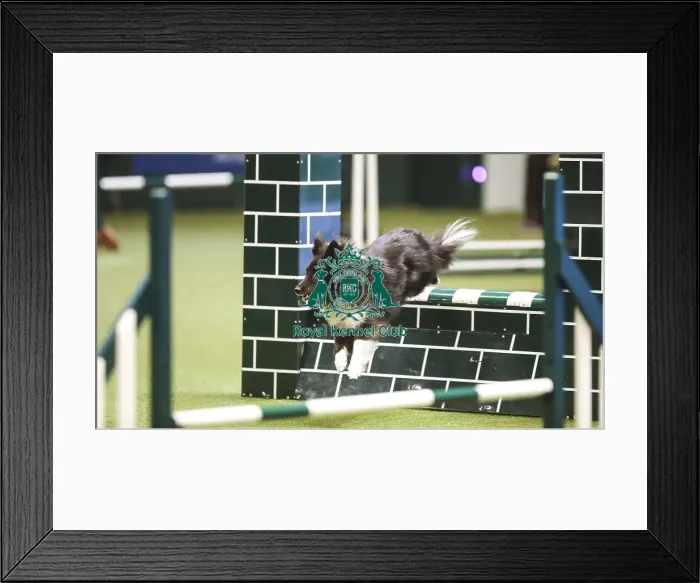 Framed Print : Crufts 2019 - Day Two, NEC, UK - 8 Mar 2019