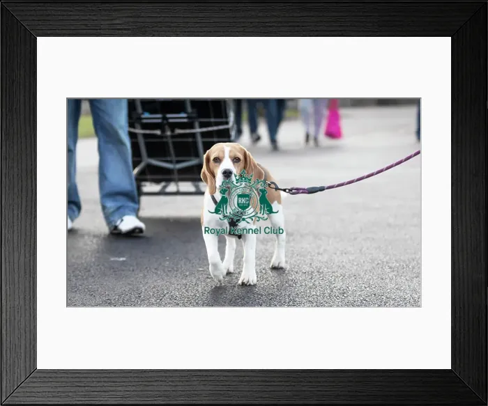 Framed Print : Crufts 2019 - Day Three, NEC, UK - 9 Mar 2019 Framed Print : Crufts 2019 - Day Three, NEC, UK - 9 Mar 2019