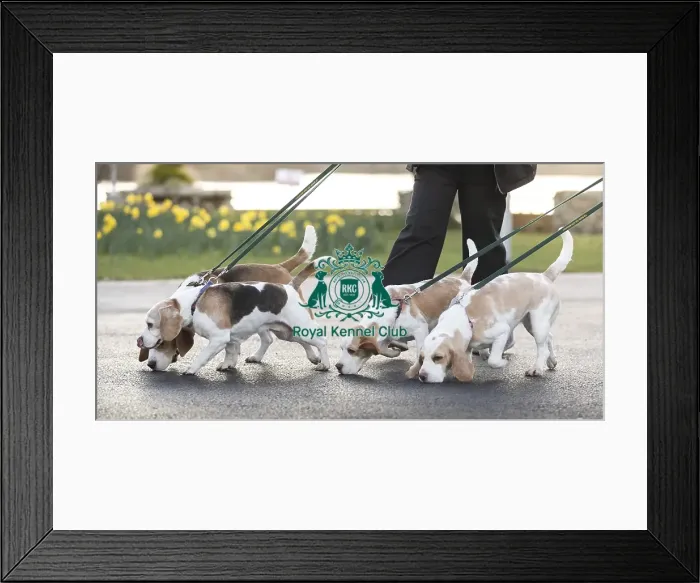 Framed Print : Crufts 2019 - Day Three, NEC, UK - 9 Mar 2019 Framed Print : Crufts 2019 - Day Three, NEC, UK - 9 Mar 2019
