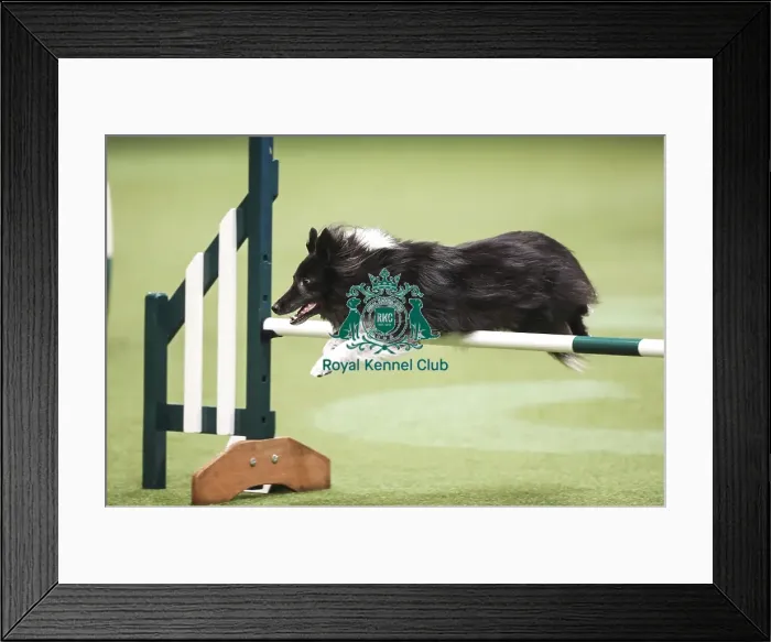 Framed Print : Crufts 2019 - Day Two, NEC, UK - 8 Mar 2019 Framed Print : Crufts 2019 - Day Two, NEC, UK - 8 Mar 2019
