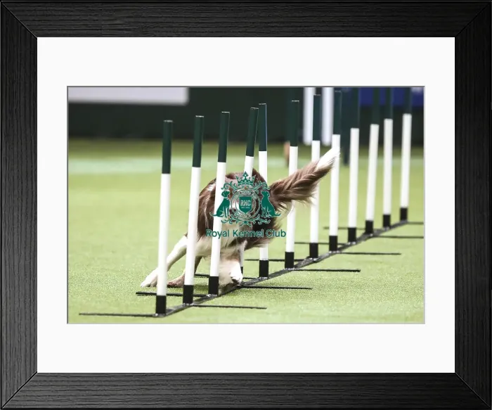 Framed Print : Crufts 2019 - Day Two, NEC, UK - 8 Mar 2019