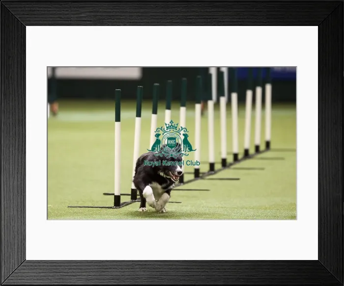 Framed Print : Crufts 2019 - Day Two, NEC, UK - 8 Mar 2019