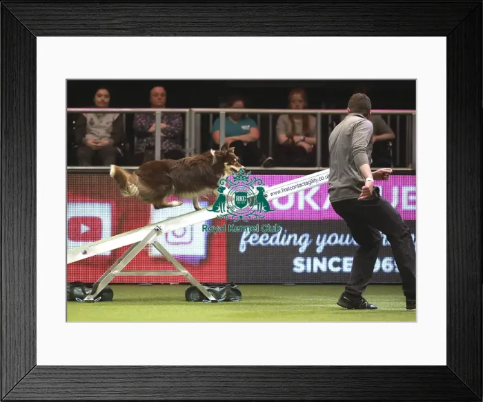 Framed Print : Crufts 2019 - Day Two, NEC, UK - 8 Mar 2019 Framed Print : Crufts 2019 - Day Two, NEC, UK - 8 Mar 2019