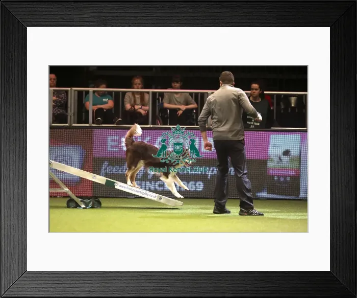 Framed Print : Crufts 2019 - Day Two, NEC, UK - 8 Mar 2019 Framed Print : Crufts 2019 - Day Two, NEC, UK - 8 Mar 2019