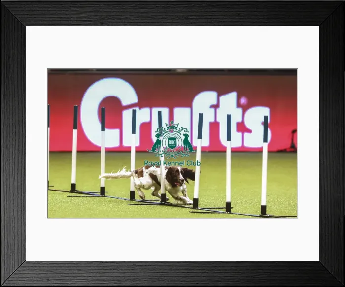 Framed Print : Crufts 2019 - Day Two, NEC, UK - 8 Mar 2019