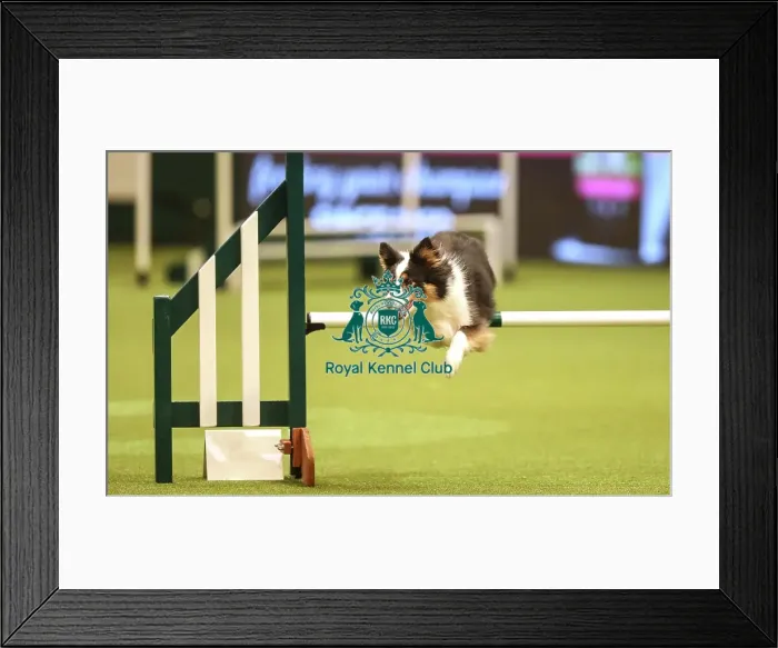 Framed Print : Crufts 2019 - Day Two, NEC, UK - 8 Mar 2019 Framed Print : Crufts 2019 - Day Two, NEC, UK - 8 Mar 2019