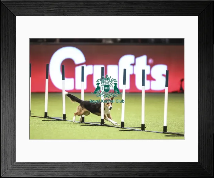 Framed Print : Crufts 2019 - Day Two, NEC, UK - 8 Mar 2019