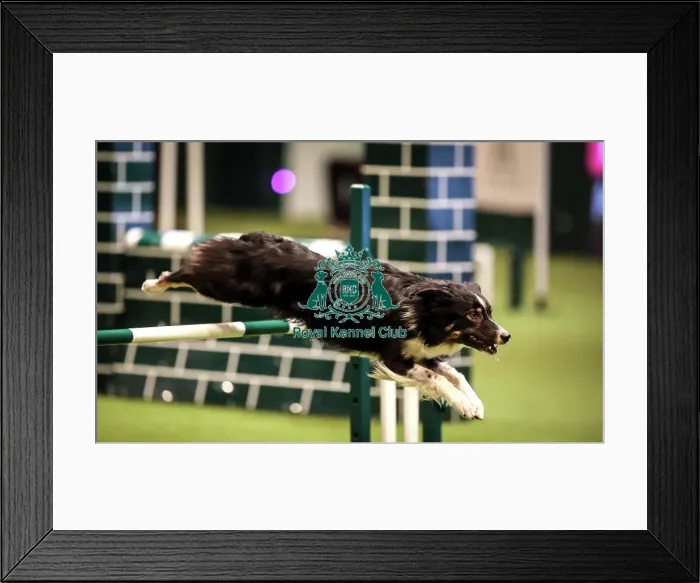 Framed Print : Crufts 2019 - Day Two, NEC, UK - 8 Mar 2019 Framed Print : Crufts 2019 - Day Two, NEC, UK - 8 Mar 2019