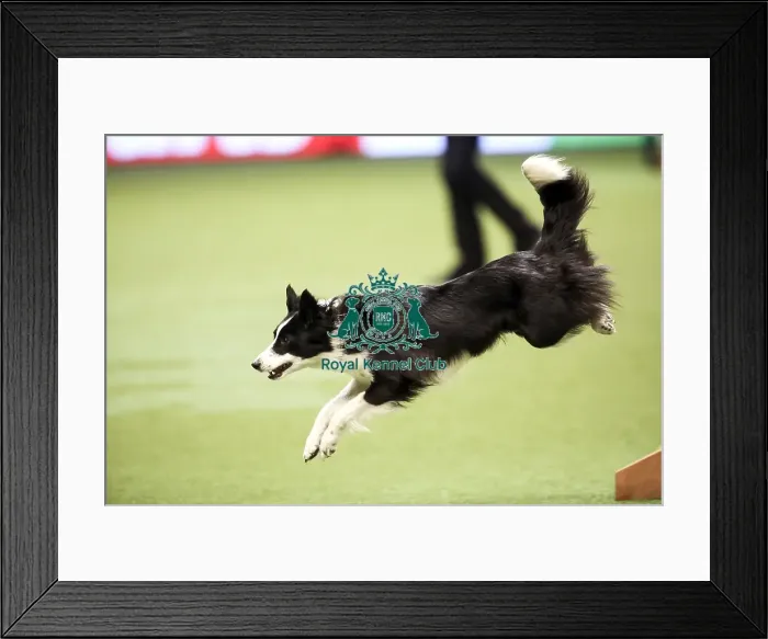 Framed Print : Crufts 2019 - Day Two, NEC, UK - 8 Mar 2019
