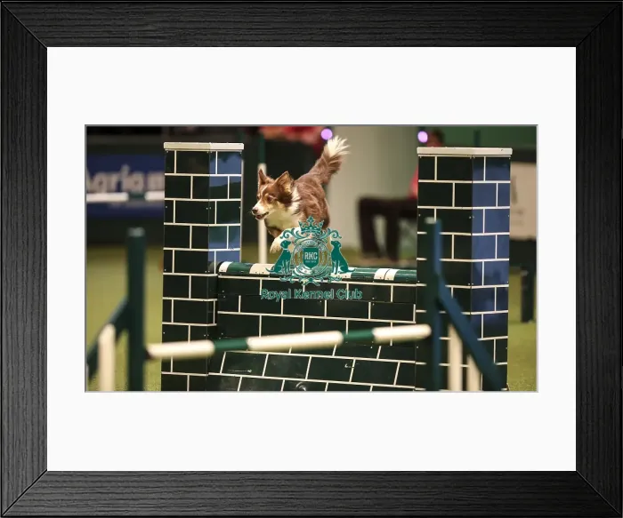 Framed Print : Crufts 2019 - Day Two, NEC, UK - 8 Mar 2019 Framed Print : Crufts 2019 - Day Two, NEC, UK - 8 Mar 2019