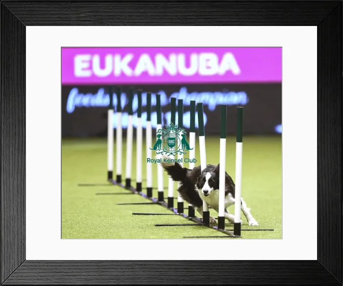 Framed Print : Crufts 2019 - Day Two, NEC, UK - 8 Mar 2019