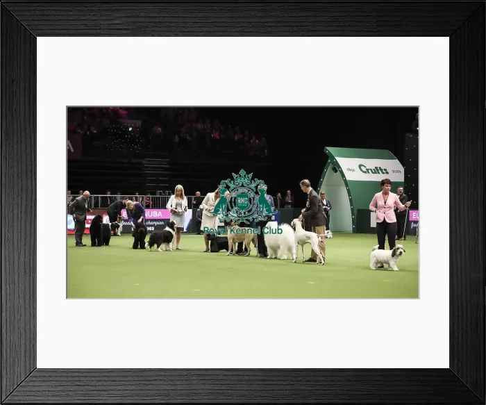 Framed Print : Crufts 2019 - Day Two, NEC, UK - 8 Mar 2019 Framed Print : Crufts 2019 - Day Two, NEC, UK - 8 Mar 2019