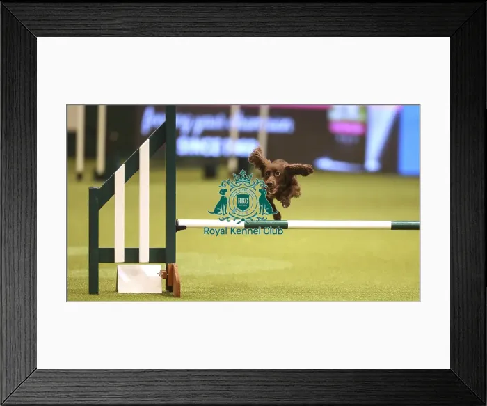Framed Print : Crufts 2019 - Day Two, NEC, UK - 8 Mar 2019