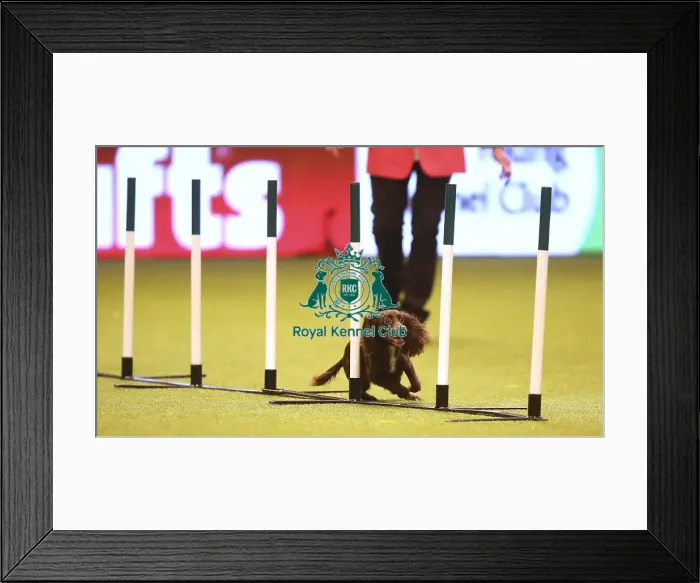 Framed Print : Crufts 2019 - Day Two, NEC, UK - 8 Mar 2019 Framed Print : Crufts 2019 - Day Two, NEC, UK - 8 Mar 2019