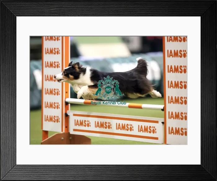 Framed Print : Crufts 2019 - Day Two, NEC, UK - 8 Mar 2019 Framed Print : Crufts 2019 - Day Two, NEC, UK - 8 Mar 2019