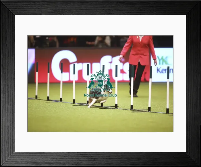 Framed Print : Crufts 2019 - Day Two, NEC, UK - 8 Mar 2019
