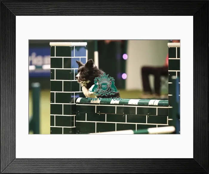 Framed Print : Crufts 2019 - Day Two, NEC, UK - 8 Mar 2019 Framed Print : Crufts 2019 - Day Two, NEC, UK - 8 Mar 2019