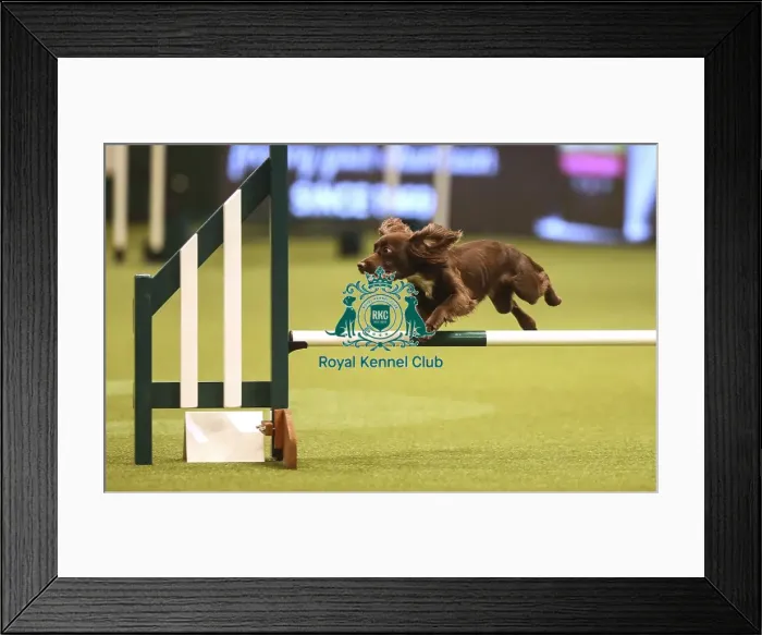 Framed Print : Crufts 2019 - Day Two, NEC, UK - 8 Mar 2019 Framed Print : Crufts 2019 - Day Two, NEC, UK - 8 Mar 2019