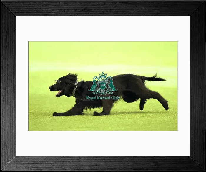 Framed Print : Crufts 2019 - Day Two, NEC, UK - 8 Mar 2019