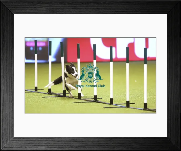 Framed Print : Crufts 2019 - Day Two, NEC, UK - 8 Mar 2019