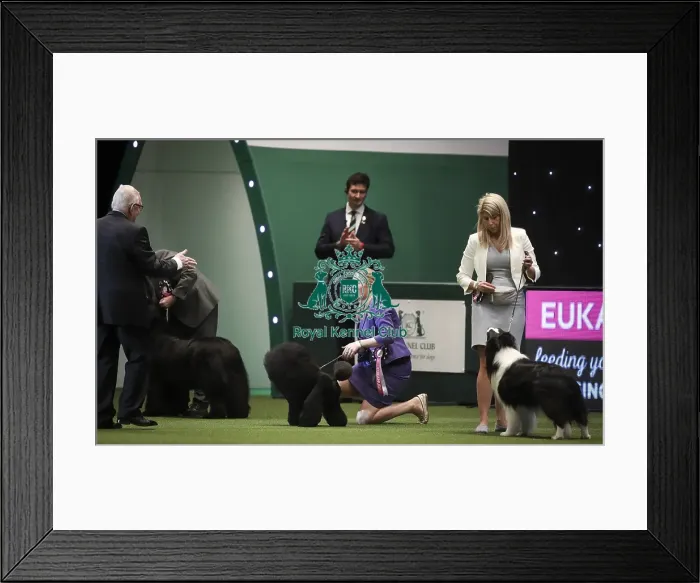 Framed Print : Crufts 2019 - Day Two, NEC, UK - 8 Mar 2019 Framed Print : Crufts 2019 - Day Two, NEC, UK - 8 Mar 2019