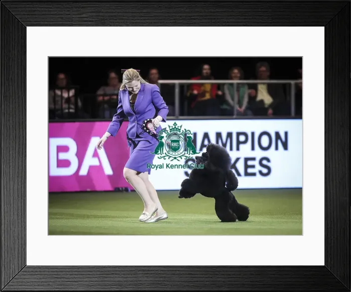 Framed Print : Crufts 2019 - Day Two, NEC, UK - 8 Mar 2019 Framed Print : Crufts 2019 - Day Two, NEC, UK - 8 Mar 2019