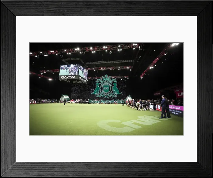 Framed Print : Crufts 2019 - Day Two, NEC, UK - 8 Mar 2019 Framed Print : Crufts 2019 - Day Two, NEC, UK - 8 Mar 2019