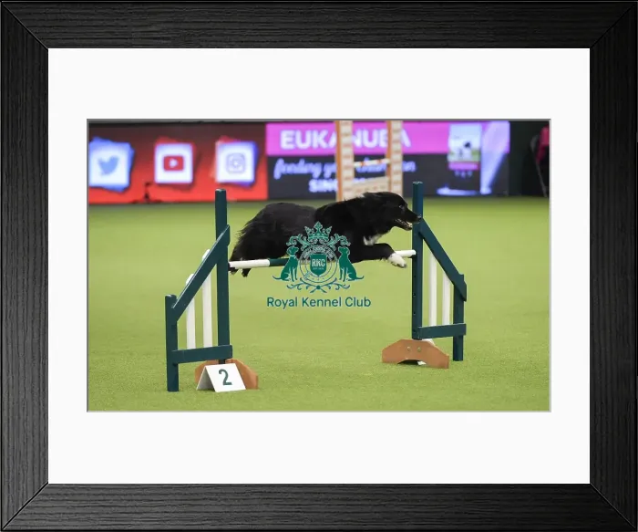 Framed Print : Crufts 2019 - Day Three, NEC, UK - 9 Mar 2019 Framed Print : Crufts 2019 - Day Three, NEC, UK - 9 Mar 2019