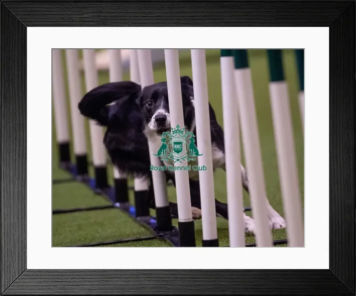 Framed Print : Crufts 2019 - Day Three, NEC, UK - 9 Mar 2019 Framed Print : Crufts 2019 - Day Three, NEC, UK - 9 Mar 2019