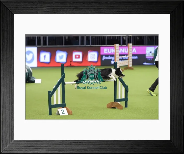 Framed Print : Crufts 2019 - Day Three, NEC, UK - 9 Mar 2019 Framed Print : Crufts 2019 - Day Three, NEC, UK - 9 Mar 2019
