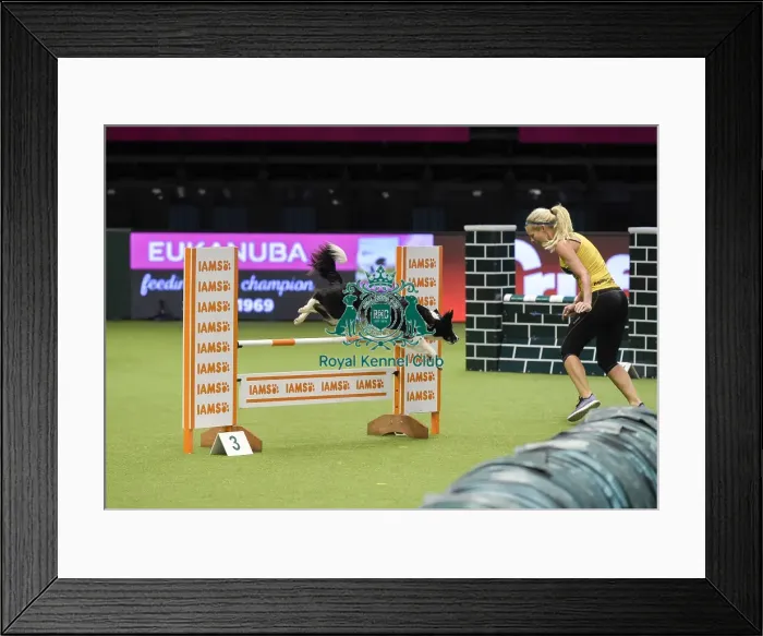 Framed Print : Crufts 2019 - Day Three, NEC, UK - 9 Mar 2019 Framed Print : Crufts 2019 - Day Three, NEC, UK - 9 Mar 2019