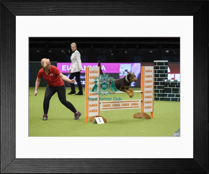 Framed Print : Crufts 2019 - Day Three, NEC, UK - 9 Mar 2019 Framed Print : Crufts 2019 - Day Three, NEC, UK - 9 Mar 2019