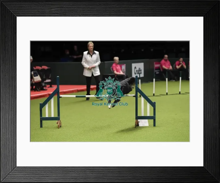 Framed Print : Crufts 2019 - Day Three, NEC, UK - 9 Mar 2019 Framed Print : Crufts 2019 - Day Three, NEC, UK - 9 Mar 2019